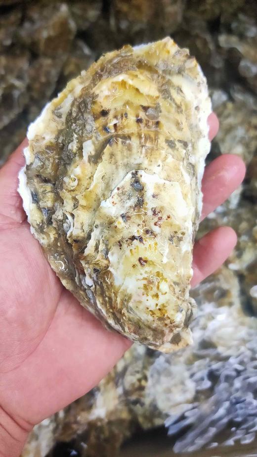 鲜活净化生蚝，1个300克，刺身生吃 商品图1