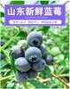 【秒杀】山东露天蓝莓新鲜水果4盒装 125g/盒 商品缩略图1