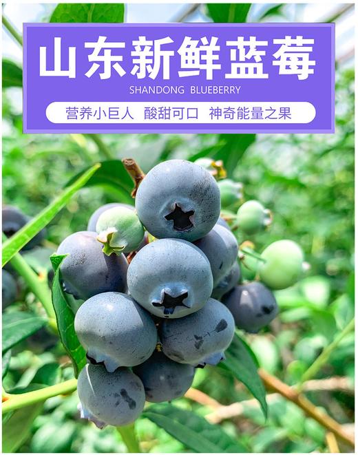 【秒杀】山东露天蓝莓新鲜水果4盒装 125g/盒 商品图1