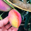 【芒果控福利款】正宗海南精选一级贵妃芒 精品大果 新鲜当季热带树上熟红金龙甜心芒果（3/5斤装） 商品缩略图4