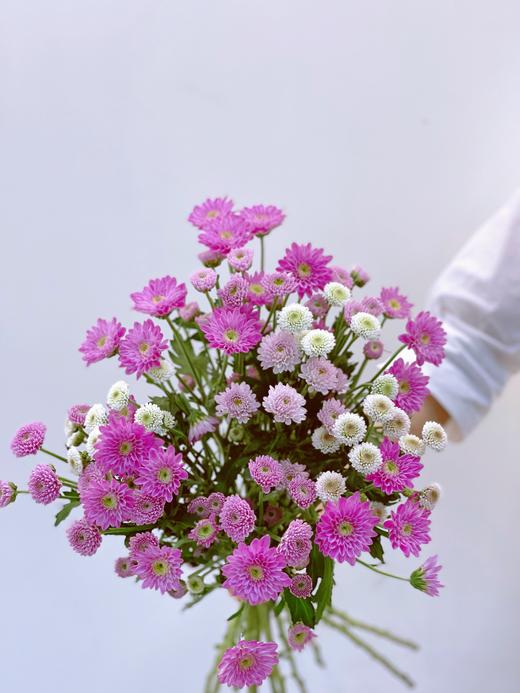 【周四团购】A级混搭小雏菊39.8元 2人拼团 商品图0