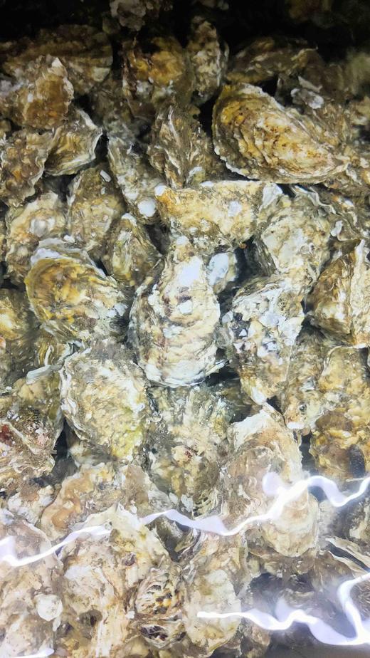 鲜活净化生蚝，1个300克，刺身生吃 商品图2