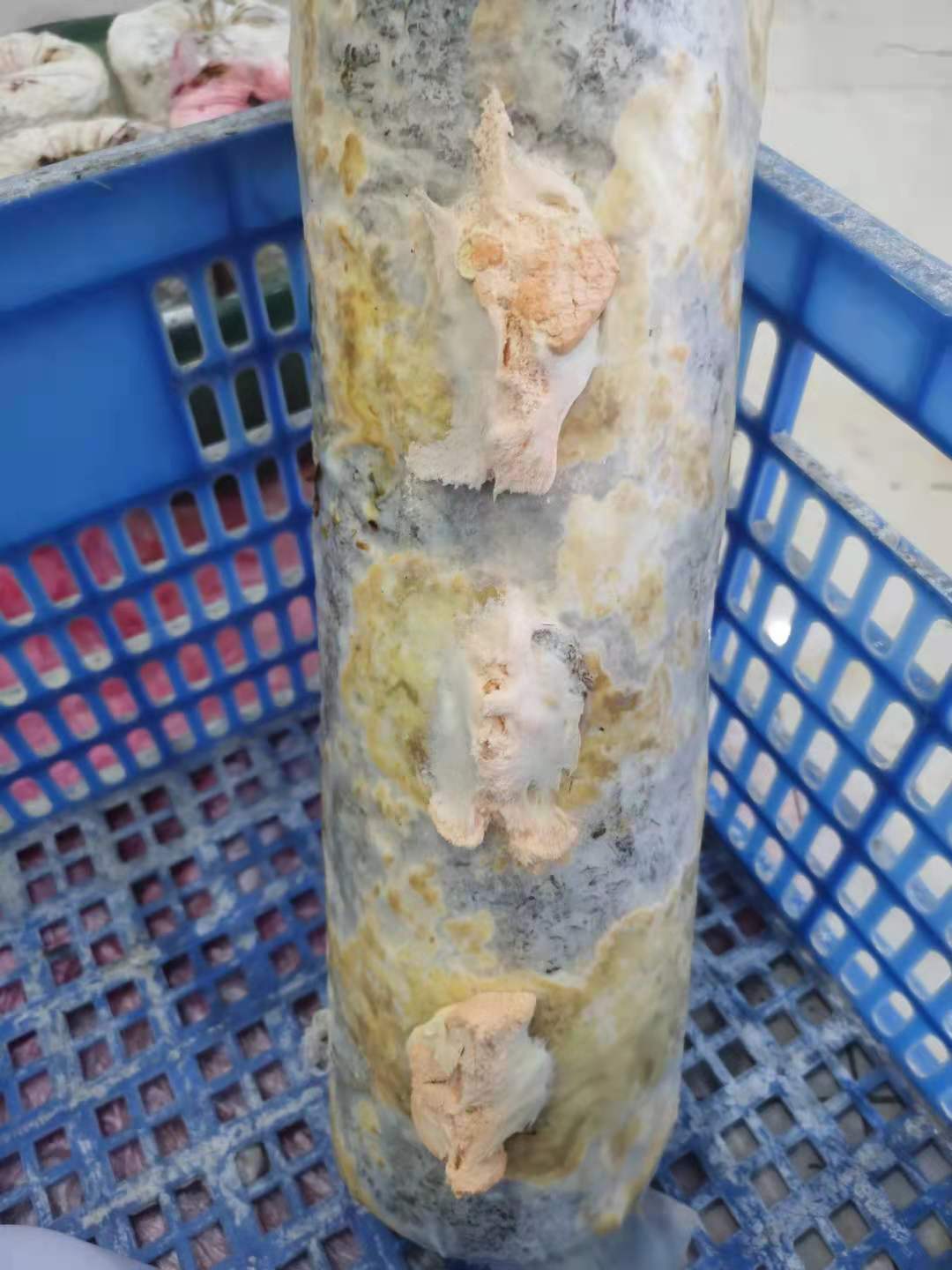 香菇菌袋长白霉图片图片