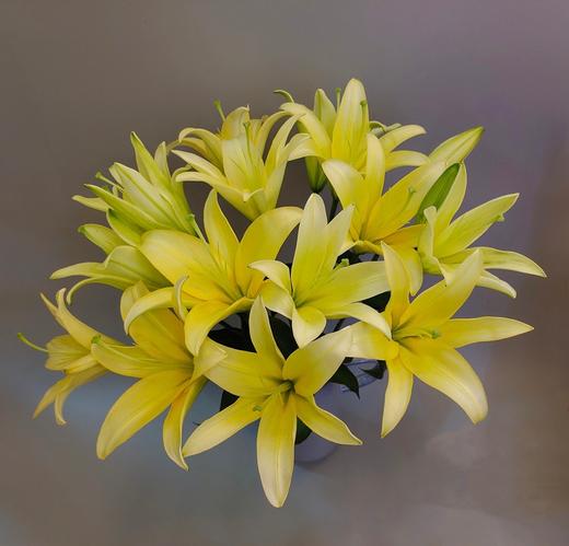 【周四团购】多头黄蜂百合5枝49.8元 2人拼团 商品图1