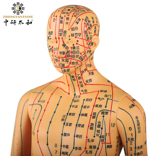 中医针灸穴位图人体模型教学男女全身十二经络小皮人针灸数字定位