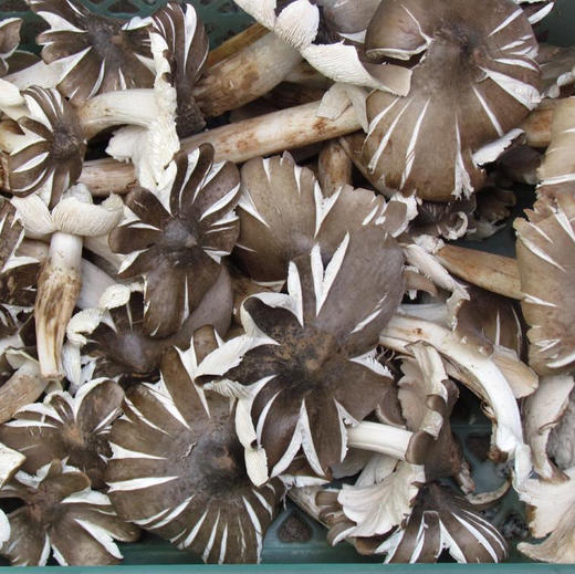 【预售，8.26号开始按顺序发货】云南 鸡枞油500g/瓶 用黑头鸡枞和自家种的菜籽榨出来的油制作的哦！ 商品图5