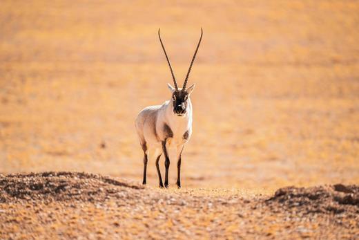 阿里大北线超级越野 商品图2