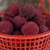【已下架】等待365天的美味 | 台州仙居东魁杨梅『特级』72颗装 下单现摘 顺丰冷链发货 [福利品] 商品缩略图5