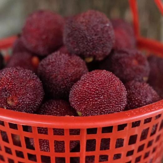 【已下架】等待365天的美味 | 台州仙居东魁杨梅『特级』72颗装 下单现摘 顺丰冷链发货 [福利品] 商品图5