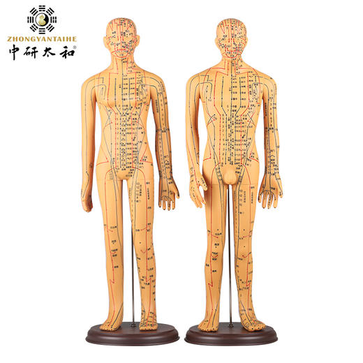 中医针灸穴位图人体模型教学男女全身十二经络小皮人针灸数字定位