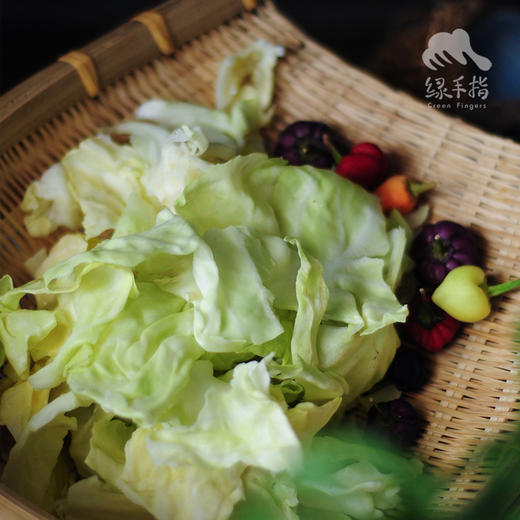 有机包菜 | 合作生产*Organic cabbage | Coproduction 商品图4