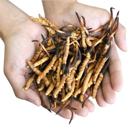 拼团抢269元7根现采现发青海玉树新鲜冬虫夏草★★ 商品图0