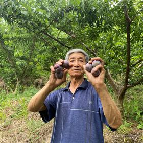 6万斤【眉山五月脆李子】遭遇生死劫，7旬老人无奈求助，恳请支持转发，帮老人渡过难关！