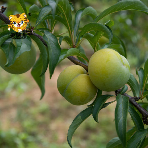 蜂糖李 商品图2