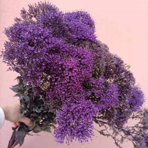 上新夕雾草10枝扎