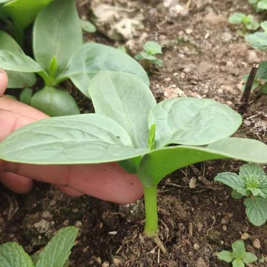 种苗·木耳菜 | 合作生产 * Malabar spinach seedlings | Coproduct 商品图0