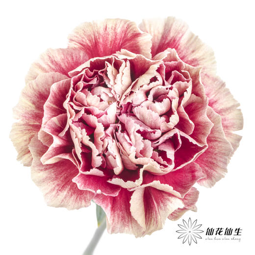 单头康乃馨 | 混色 商品图2