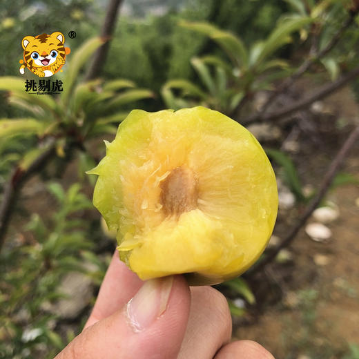 蜂糖李 商品图4