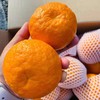 【云南高山沃柑】约5斤，爆汁甜 商品缩略图3
