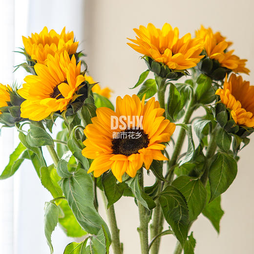 迷你 大花向日葵鲜切花 两款可选 1扎5支 满99元送礼免费配送 都市花乡