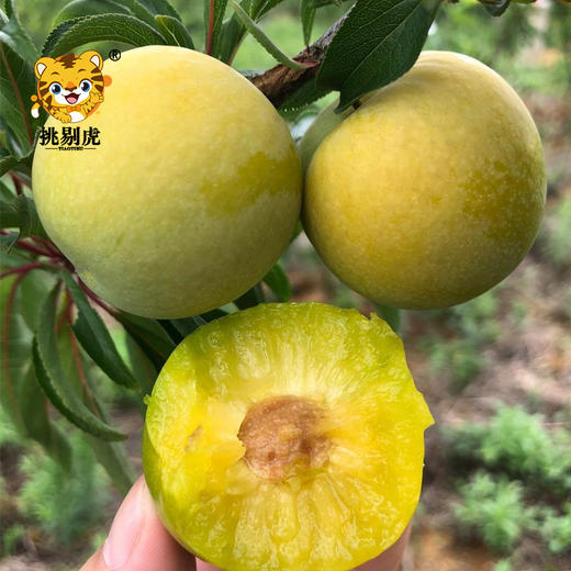 蜂糖李 商品图0