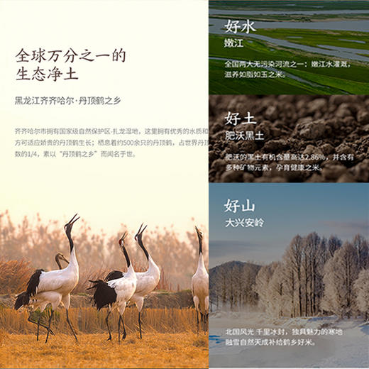 金鹤2020年新米东北长粒香大米5kg官方旗舰店黑龙江自产粳米10斤 商品图4