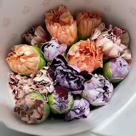 单头康乃馨 | 混色