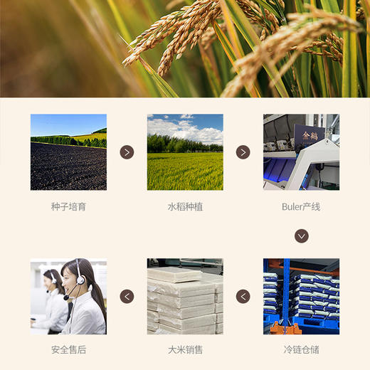 金鹤2020年新米东北长粒香大米5kg官方旗舰店黑龙江自产粳米10斤 商品图10