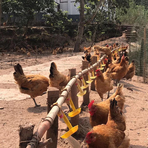 森林大散养【刨刨鸡鸡蛋】30枚/60枚 商品图2