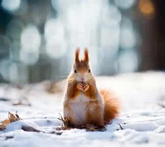 松鼠测试1 商品图0