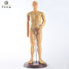 中研太和针灸穴位人体模型医用教学男模型高清50cm经络模型 商品缩略图2
