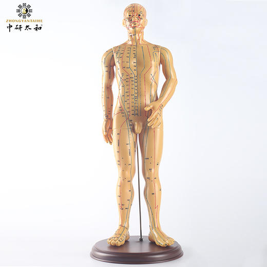 中研太和针灸穴位人体模型医用教学男模型高清50cm经络模型 商品图2