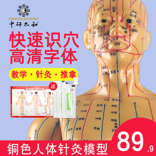 中研太和针灸穴位人体模型医用教学男模型高清50cm经络模型 商品图0