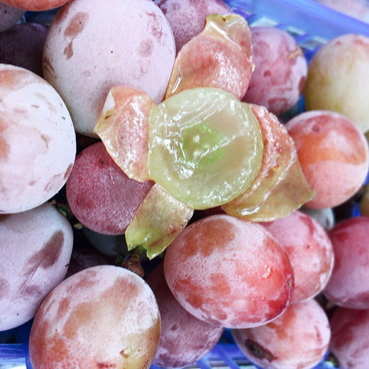 红宝石玫瑰香葡萄 太甜了 商品图2