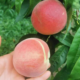 陕西突围水蜜桃5斤/10斤