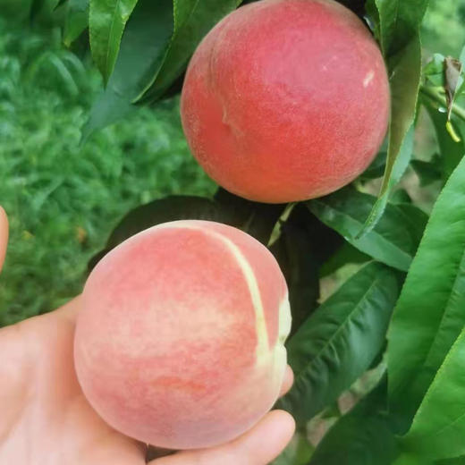 陕西突围水蜜桃5斤/10斤 商品图0