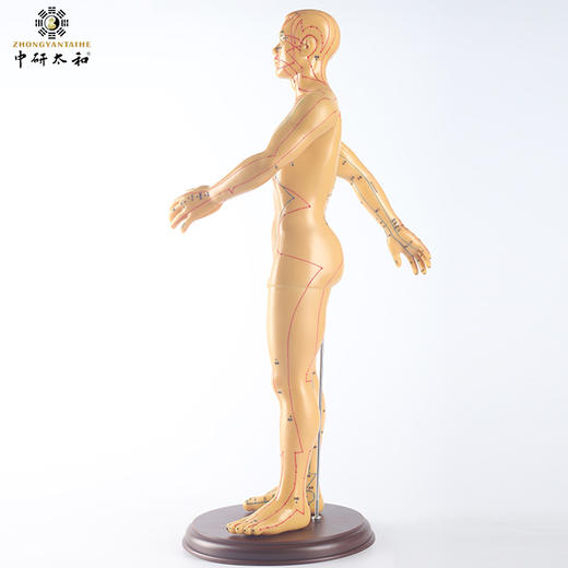 中研太和针灸穴位人体模型医用教学男模型高清50cm经络模型 商品图4