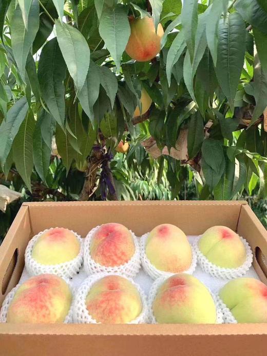 正宗阳山水蜜桃 精选桃子 时令水果  精品礼盒装 商品图1