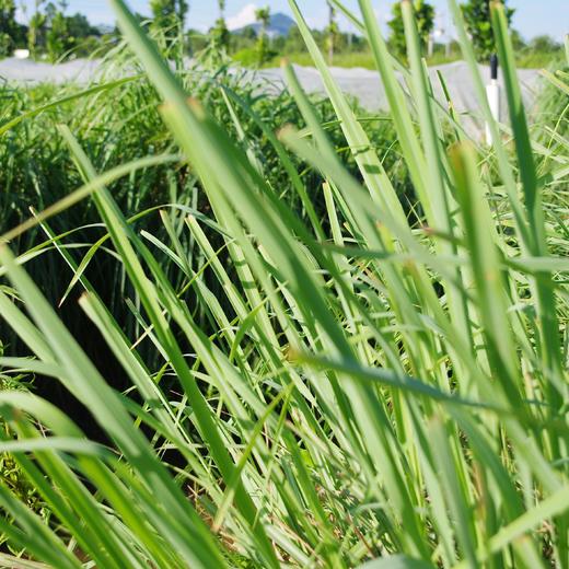 种苗·香茅 | 绿家自产*Citronella seeding | Self-producted 商品图0