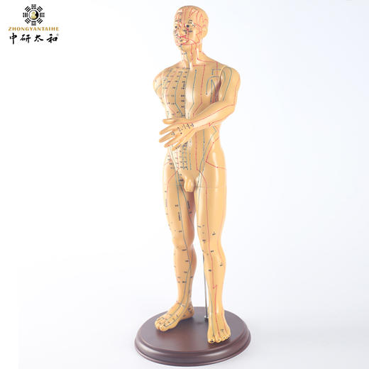 中研太和针灸穴位人体模型医用教学男模型高清50cm经络模型 商品图3