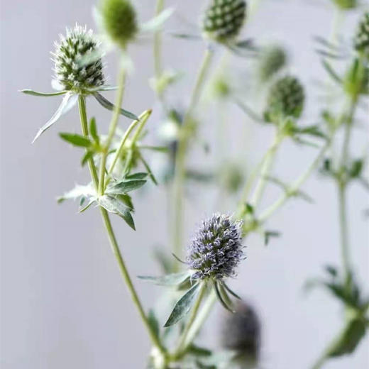 情人果-若干枝/扎,新鲜到货! - 阅花鲜花