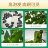 出口级干裙带菜 （250g袋） 商品缩略图9