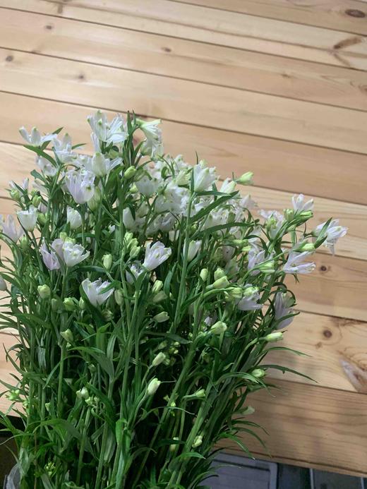 小飞燕 商品图5