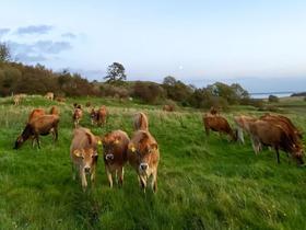  Ouroland有机课堂丨世间奶酪千千万，教你如何正确吃奶酪 