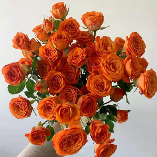 4pp多头玫瑰-橙色芭比-10枝/扎