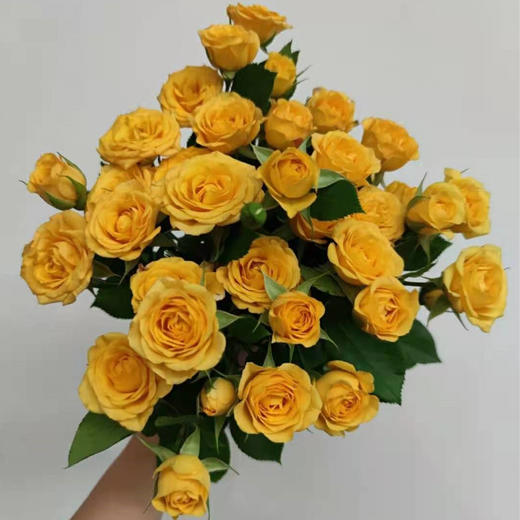 4pp多头玫瑰梦幻芭比10枝扎