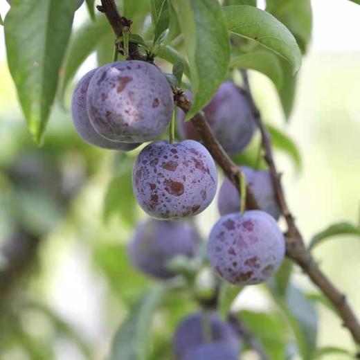 生态凤凰李| 合作生产*Eco- plum | Coproduction 商品图0