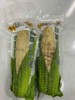 【早餐系列】西双版纳甜糯小玉米，又香又糯，白色花色随机发货 满88包邮 商品缩略图2