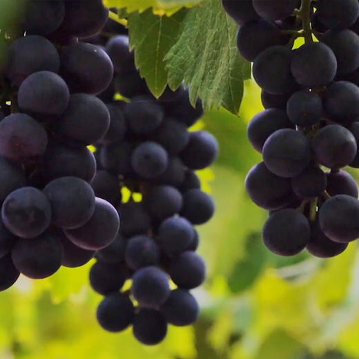 【常州馆】阳湖果品节新鲜夏黑葡萄/阳光玫瑰一箱 商品图3