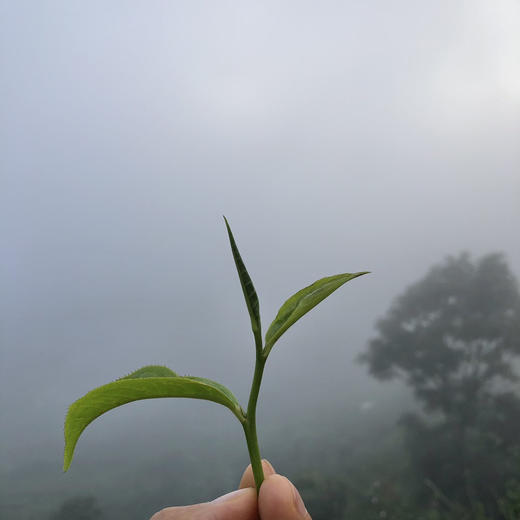 【古树红茶】没有一片新树叶，都是树龄300-700年的老树叶片  传统小木箱发酵/春茶新货包邮 商品图5